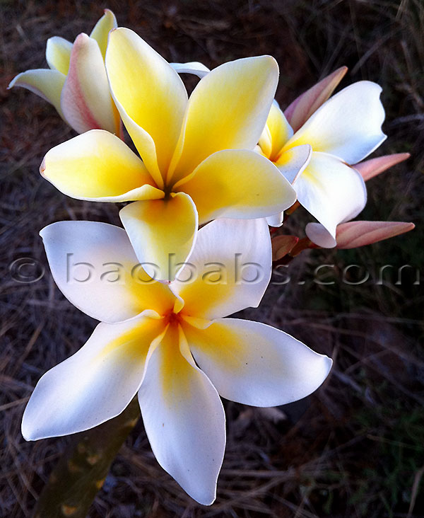 Plumeria rubra VISHNU GOLD